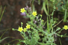 Linum mysurense